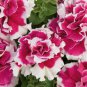 Double Pink White Petunia Flowers Garden Planting Perennial