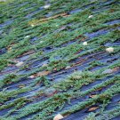 Creeping Juniper Ground Cover Garden Horizontalis