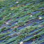 Creeping Juniper Ground Cover Garden Horizontalis