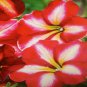 Red & White Petunia Flowers Garden Planting Perennial