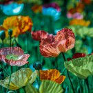 Mixed Color Poppy SEEDS Flowers Plant Garden Plants
