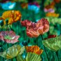 Mixed Color Poppy SEEDS Flowers Plant Garden Plants
