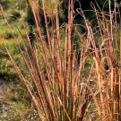 Vetiver zizanioides Ground Cover Grass Ornamental
