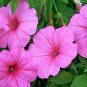 Bright Pink Petunia Flowers Garden Planting Perennial