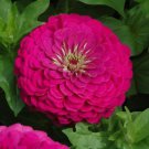 Zinnia Flowers Hot Neon Pink Color Garden Plants