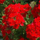 Red Scarlet Verbena Flowers Garden Plants