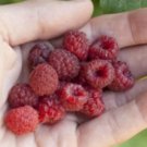 Ruby Red Raspberry Fruit Plant