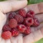 Ruby Red Raspberry Fruit Plant
