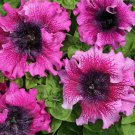 Ruffle Pink & Purple Petunia Flowers Garden Planting Perennial