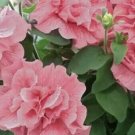 Double Light Pink Petunia Flowers Garden Planting