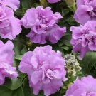 Double Purple Lavender Petunia Flowers Garden Planting Perennial