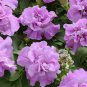 Double Purple Lavender Petunia Flowers Garden Planting Perennial