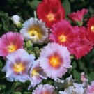 Hollyhock Flowers Pink Purple Garden Plants
