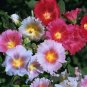 Hollyhock Flowers Pink Purple Garden Plants