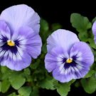 Johnny Jump Up Seeds Purple Lavender Pansy Garden Plants