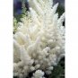 ASTILBE WHITE CLOUD Perennial Garden Plants