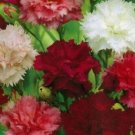 Carnation Flowers Red Pink White
