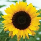 LARGE Sunflowers Yellow HUGE Garden Plants