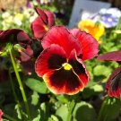 Johnny Jump Up Seeds RED BLACK Pansy Garden Plants