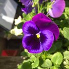 Johnny Jump Up Seeds Purple Lavender Pansy Garden Plants