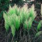 Green Pampas Grass Perennial Flowering Garden Plant