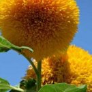 Teddy Bear Yellow Sunflowers Garden Plants