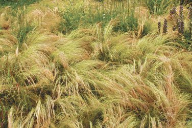 Mexican feather grass Grass Ground Cover Stipa tenuissima