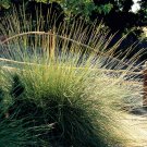 Atlas fescue Ground Cover Festuca mairei Ornamental