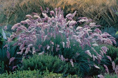 Ruby Grass Fluffy Plumes Grass Ground Cover Melinus