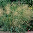 Boer Love Grass Ground Cover Ornamental Eragrostis
