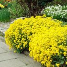 Alyssum Bright Sun Yellow Flower Ground Cover & Hanging Plant