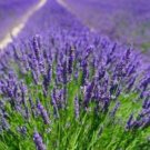 Lavender English Seeds Purple Garden Plants