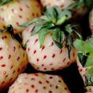 White Strawberries Berries Plants Garden Planting