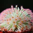 Drosera Derbyensis Rare Cactus Succulent Plant Garden