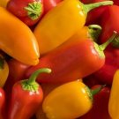 Lunchbox Sweet Snacking Peppers