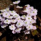 Liverleaf White Pink Lavender Flower Ground Cover Flowers