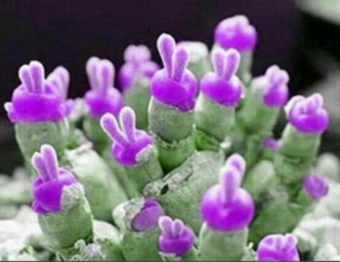 Rabbit Ears Purple lavender Succulent Cactus Garden Plant