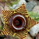 Lifesaver Plant Zebra Cactus Succulent Garden Plant