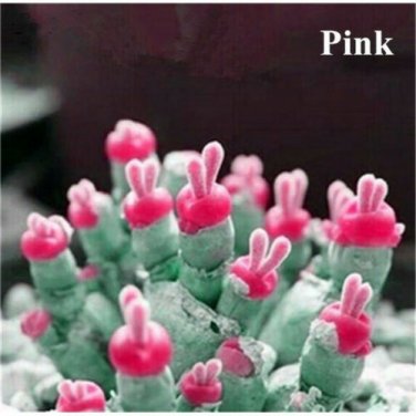 Rabbit Ears Pink Succulent Cactus Garden Plant