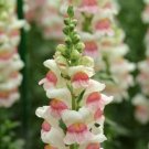 Snapdragon Appleblossom Flowers Pink White