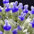 Rabbit Ears Dark Purple Succulent Cactus Garden Plant
