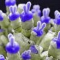 Rabbit Ears Dark Purple Succulent Cactus Garden Plant