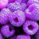 Purple Raspberry Raspberries Berry Fruit Plant
