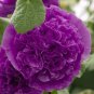 HOLLYHOCK Purple DOUBLE Flowers Garden