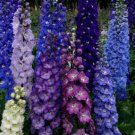 DELPHINIUM GIANT Flowers