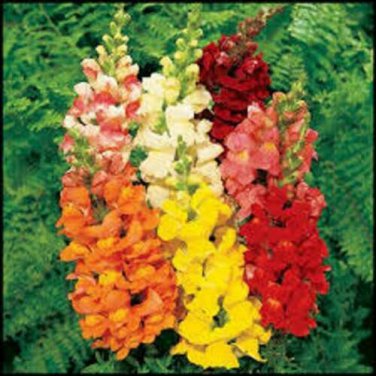 SNAPDRAGON FLOWERS Mixed Colors