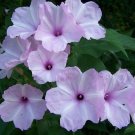 Lavender Purple Morning Glory Flowers Garden Planting