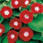 Ruby Red & White Morning Glory Flowers Garden Planting