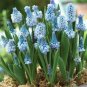 Blue AZUREUM MUSCARI Flower Plant Garden Plants