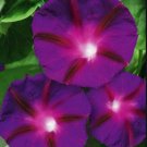 Purple Scarlet Red Morning Glory Flowers Garden Planting